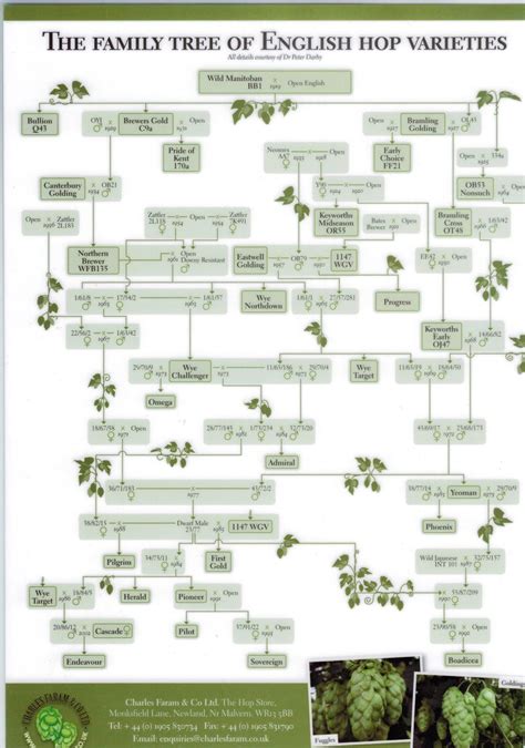 Family Tree of English Hop Varieties | Cervejas artesanais, Cerveja