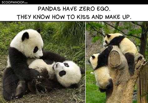 15 Memes That Show Pandas Are So Much More Chill Than Humans Ever Will ...