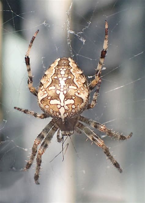 Common Garden Orb Weaver Spider Bite | Fasci Garden