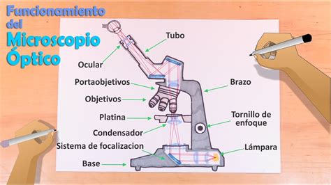 Fuera de plazo Excéntrico Acusador como dibujar un microscopio con sus ...