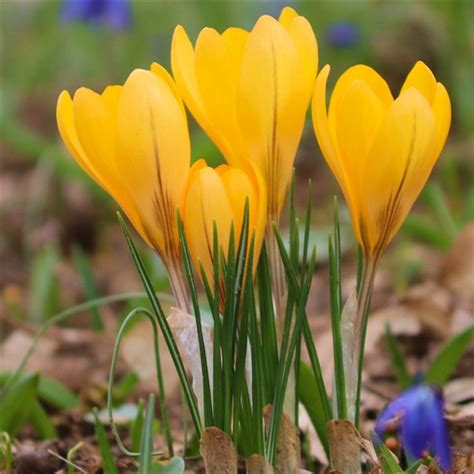 Crocus 'Yellow'. Loose per 10 bulbs. | Farmyard Nurseries