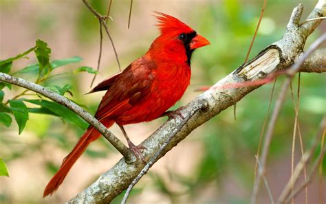 How to Build Houses for Finch and Cardinal Birds? - BirdBaron