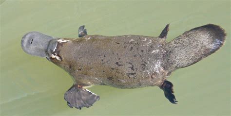 Platypus Symbolism; A message - Spirit Animal Totems