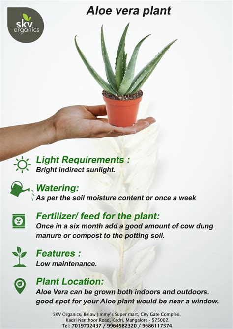 Aloe Vera – Plant Care - skvorganics