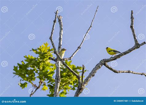 American Goldfinch Breeding Male and Female Stock Image - Image of tree ...