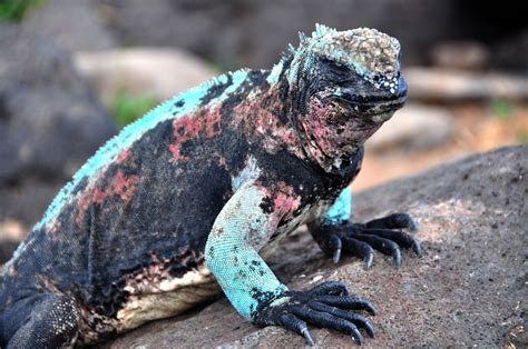 Galapagos Islands Animals List, Facts, and Pictures