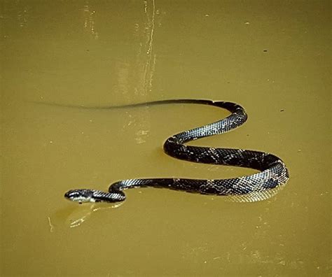 I've posted a lot of floating cottonmouth photos in the past and talked ...