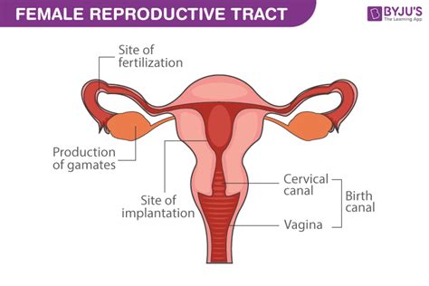 Female Reproductive System - Control & Action Of Hormones