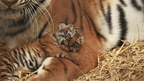 Making its debut to the world: The magical moment Tiger cub opens his ...