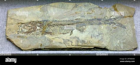 Ancient fish fossils are on a rock Stock Photo - Alamy