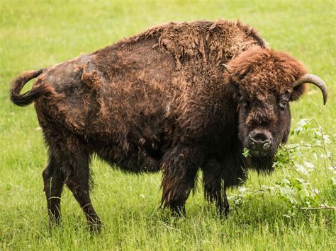 American Bison | North Carolina Zoo