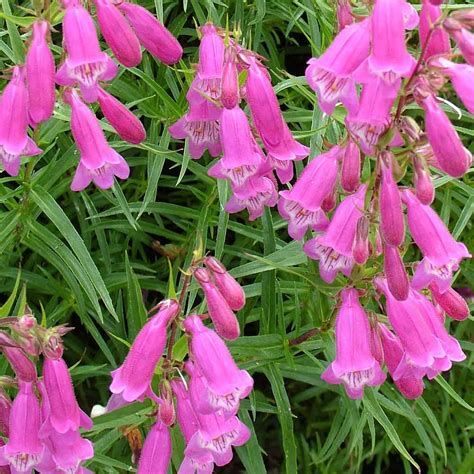 Penstemon Summertime Pink – New Word Plants