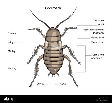 Clearly labeled illustration of cockroach anatomy on white. All layers ...