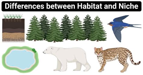 Habitat vs. Niche: 14 Major Differences, Examples