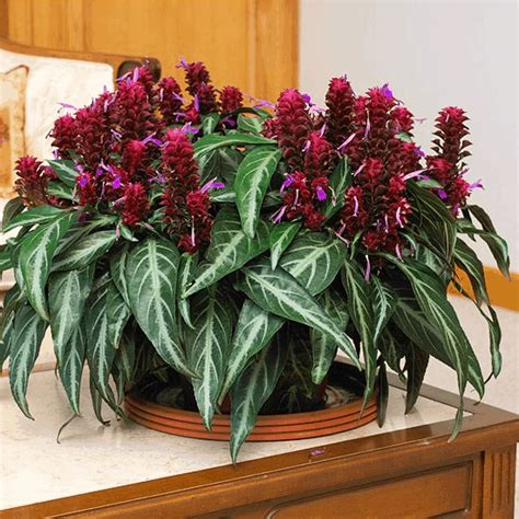 Brazilian Fireworks Plant (How to Grow and Care)