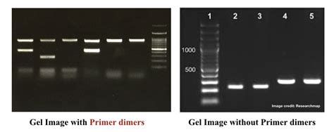 PCR Troubleshooting 103: How to Address Primer-Dimers – Genetic Education