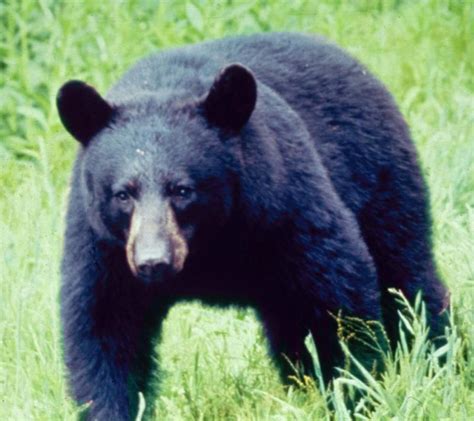 Black Bears in Smoky Mountains National Park