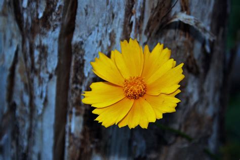 Yellow Daisy In A Garden Free Stock Photo - Public Domain Pictures