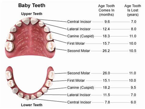 Human Teeth Diagram Labeled