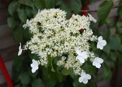 10 climbing hydrangea varieties 🌿 🌼 A comprehensive guide to choices