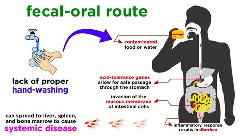 How To Attack Typhoid Fever - NEWS March 2022