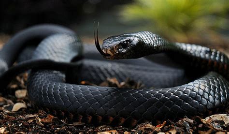 Black Mamba Snakes - Facts, Diet & Habitat Information