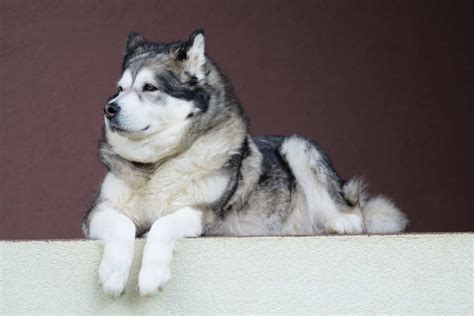 Alaskan Malamute (character, nutrition, care)