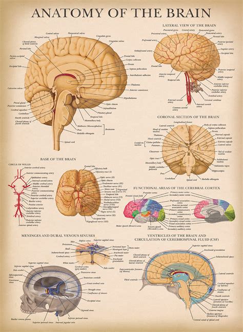 Buy Palace Learning Vintage Brain Anatomy - Laminated - Anatomical ...