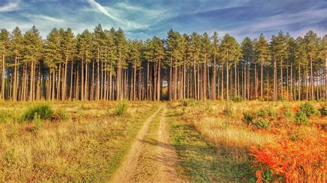 Thetford Forest, England [OC] [2485 × 1398] : EarthPorn