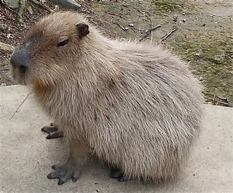 Capybaras: Giant Rodents of South America and Exotic Pets | PetHelpful