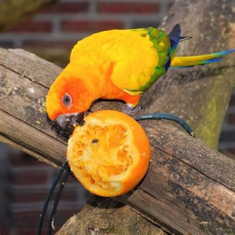 Fruit and Vegetables for Parrots