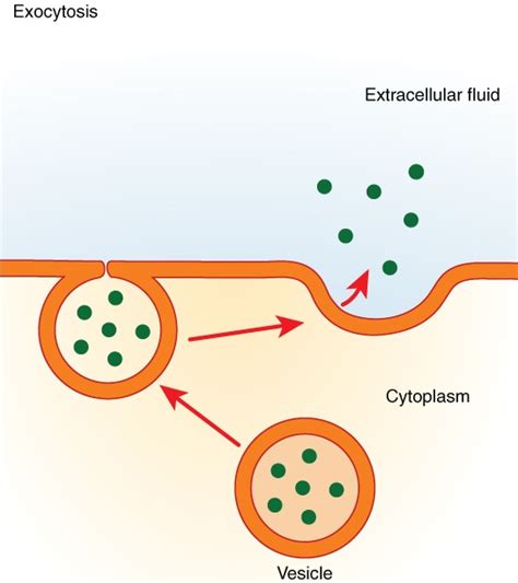 Exocytosis (Active Transport) — Definition & Examples - Expii