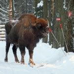 Bialowieza Forest - Bialowieza Forest guide – Arek Szymura „Pygmy owl ...