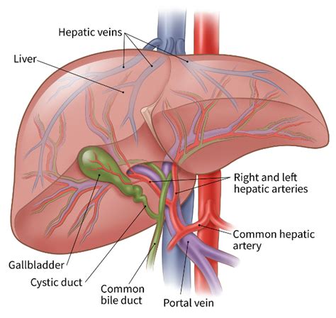 Embolization Therapy for Liver Cancer | American Cancer Society