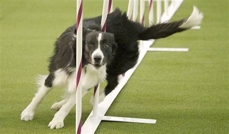 Westminster 2017: Brisk border collie wins dog agility competition ...