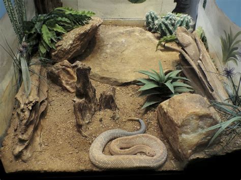 How To Create The Perfect Desert Terrarium - Reptiles Magazine