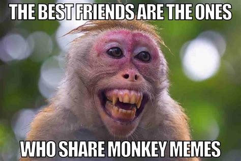 Funny Monkey Meme