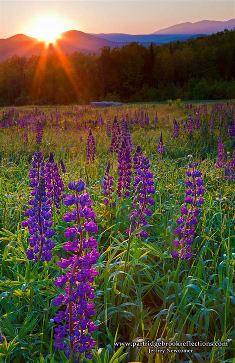 Getting it Right in the Digital Camera : Fields of Lupine Festival 2011