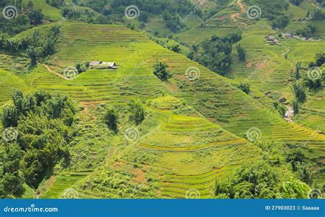 Rice plantation stock image. Image of nature, leaf, hill - 27903023