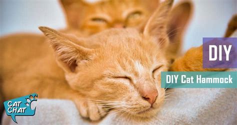 DIY Cat Hammock | Pet Hero