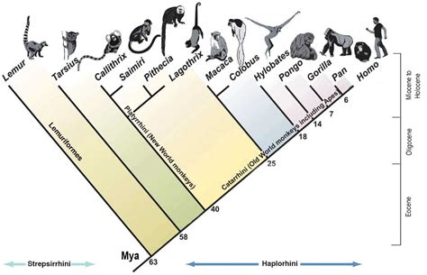 Phylogenetic Tree Of Humans