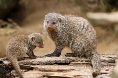 Mongoose - A-Z Animals