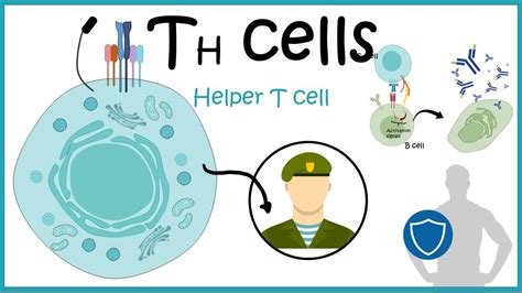 Helper T cells ( Th cell development ,differentiation and function ...