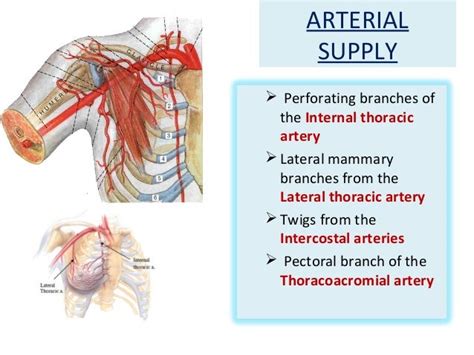 The anatomy of pectoral region