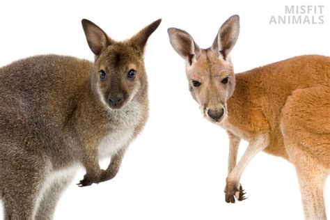 Wallaby Vs. Kangaroo: The Main Differences | Misfit Animals