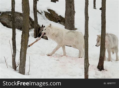 12+ Wolves prey Free Stock Photos - StockFreeImages