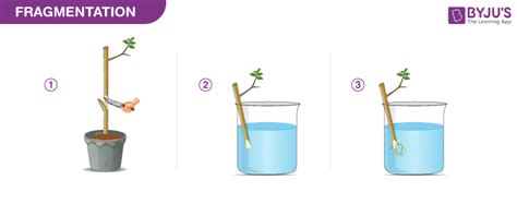 Fragmentation- Fragmentation in Animals and in Plants