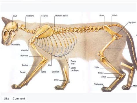 Cat skeleton | Feline anatomy, Cat anatomy, Anatomy bones