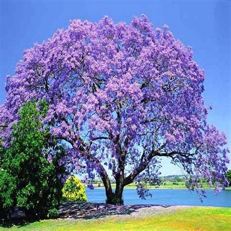 purple jacaranda tree growth rate - Conception Fullerton