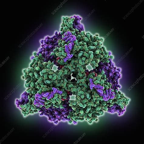 Citrate synthase molecule - Stock Image - C025/1771 - Science Photo Library